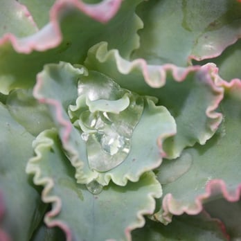 Westbrae Nursery - succulant - Nurseries & Gardening Near Me - Berkeley, California