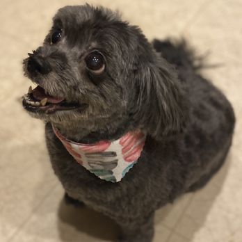 Barking Dogs Mobile Grooming - This is Lily - Pet Groomers Near Me