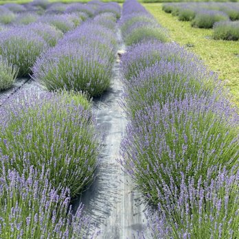 New Life Lavender & Cherry Farm - Attraction Farms Near Me - Baraboo, Wisconsin New Life Lavender & Cherry Farm - Attraction Farms Near Me - Baraboo, Wisconsin
