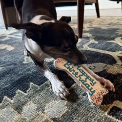 Bentley's Pet Stuff - Birthday cookie