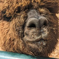 Rolling Oak Alpaca Ranch