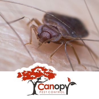 Canopy Pest Control - Pest Control Near Me - San Tan Valley, Arizona