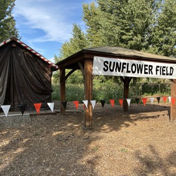 Live Oak Canyon Pumpkin Patch and Christmas Tree Farm - The Sunflower Field (Oct 2025) - Christmas Trees Near Me - Redlands, California Live Oak Canyon Pumpkin Patch and Christmas Tree Farm - The Sunflower Field (Oct 2025) - Christmas Trees Near Me - Redlands, California