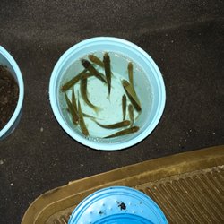 Scott's Bait Shop - Live minnows