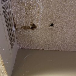 Super 8 by Wyndham Wheat Ridge/Denver West - That is black mold, dripping from the ceiling in room 243.