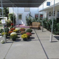 Community Country Store - Mums aplenty...