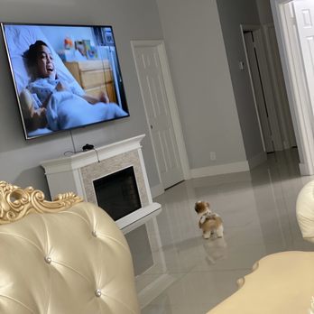 Love My Puppy - Teddy watching TV - Pet Stores Near Me - Boca Raton, Florida Love My Puppy - Teddy watching TV - Pet Stores Near Me - Boca Raton, Florida