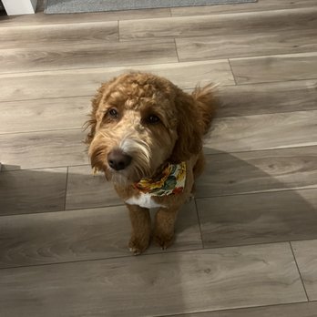 Dog Training Elite Charlotte - Pet Training Near Me Dog Training Elite Charlotte - Pet Training Near Me