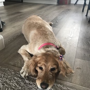 Just Dog Pet Grooming - Pet Groomers Near Me - Sparks, Nevada Just Dog Pet Grooming - Pet Groomers Near Me - Sparks, Nevada