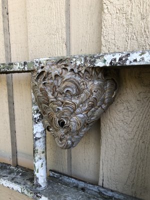 Hornet Removal - We remove and re-locate hornet nests to a safe place, like a wetland.  Each job is all inclusive when the price is quoted - no hidden fees!