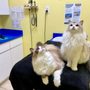 Photo of DPC Veterinary Hospital