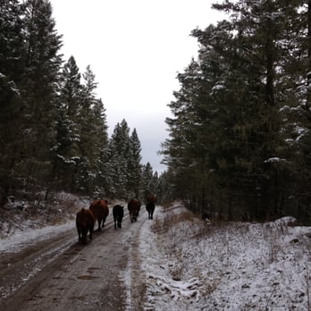 San Jose Cattle - a group of horses walking down a snowy road - Local Flavor Near Me San Jose Cattle - a group of horses walking down a snowy road - Local Flavor Near Me