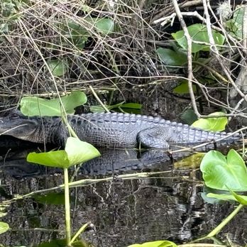 Sea Serpent Tour - Alligators and turtles and Capt Eduardo - Boat Tours Near Me - Saint Augustine, Florida