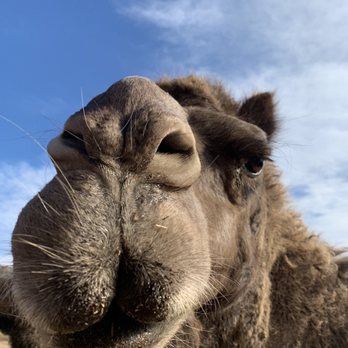 Oasis Camel Dairy - Attraction Farms Near Me - Ramona, California Oasis Camel Dairy - Attraction Farms Near Me - Ramona, California