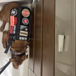 Mission Impawsible Dog Training - Marshall doing a 'tuck' whilst in the consulting room.