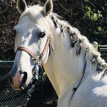Breezy Meadow Stables - Buda always posing! - Horseback Riding Near Me - Chatsworth, California Breezy Meadow Stables - Buda always posing! - Horseback Riding Near Me - Chatsworth, California