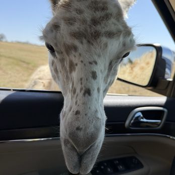Safari Wild Animal Park - Parks Near Me - Como, Mississippi Safari Wild Animal Park - Parks Near Me - Como, Mississippi