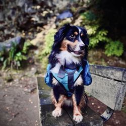 Alsea River Boarding Kennels - Koda bear
