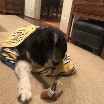 Fairfield Pizza - a black and white dog laying on the floor - Italian Near Me - Cos Cob, Connecticut