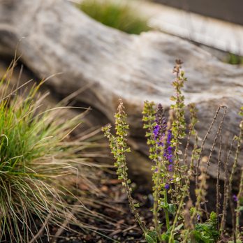 JH Landscaping and Irrigation - purple flowers in front of a log - Landscaping Near Me - Bothell, Washington JH Landscaping and Irrigation - purple flowers in front of a log - Landscaping Near Me - Bothell, Washington