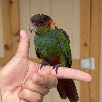 JC Aviary - Blue throated - Pet Stores Near Me JC Aviary - Blue throated - Pet Stores Near Me
