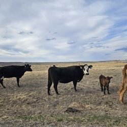 Yucca House National Monument - You will see a lot of cattle on your way in