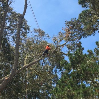 Los Osos Tree Service - Jose "upstairs" - Tree Services Near Me Los Osos Tree Service - Jose "upstairs" - Tree Services Near Me