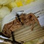 Photo of Lee House Inspections