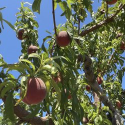 Bacchini's Farm - White peach