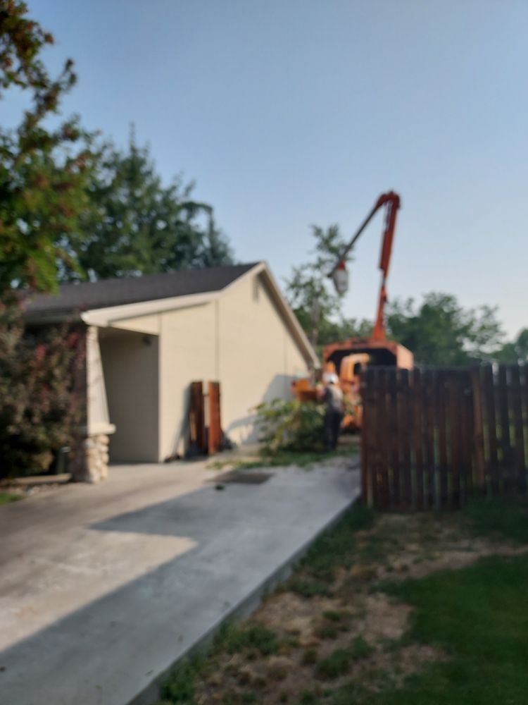 Apex Tree Service - tree service in Boise, ID