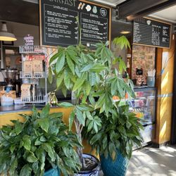 Mas Cafe