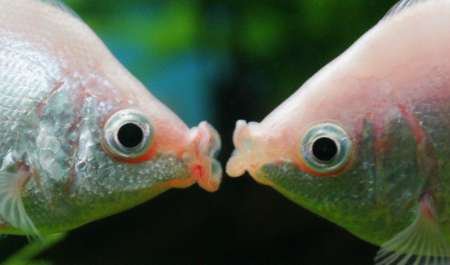 Kiss Your Fish Image