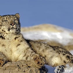 Animals of Montana - Snow Leopard high atop the Bridger Mountains!