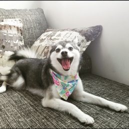 Whiskey is THRILLED over her grooming experience with Roberta :)