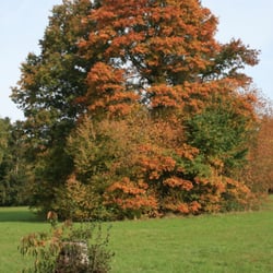 Kurpark - Vom Herbst bunt gemalt: Baumriese im Park