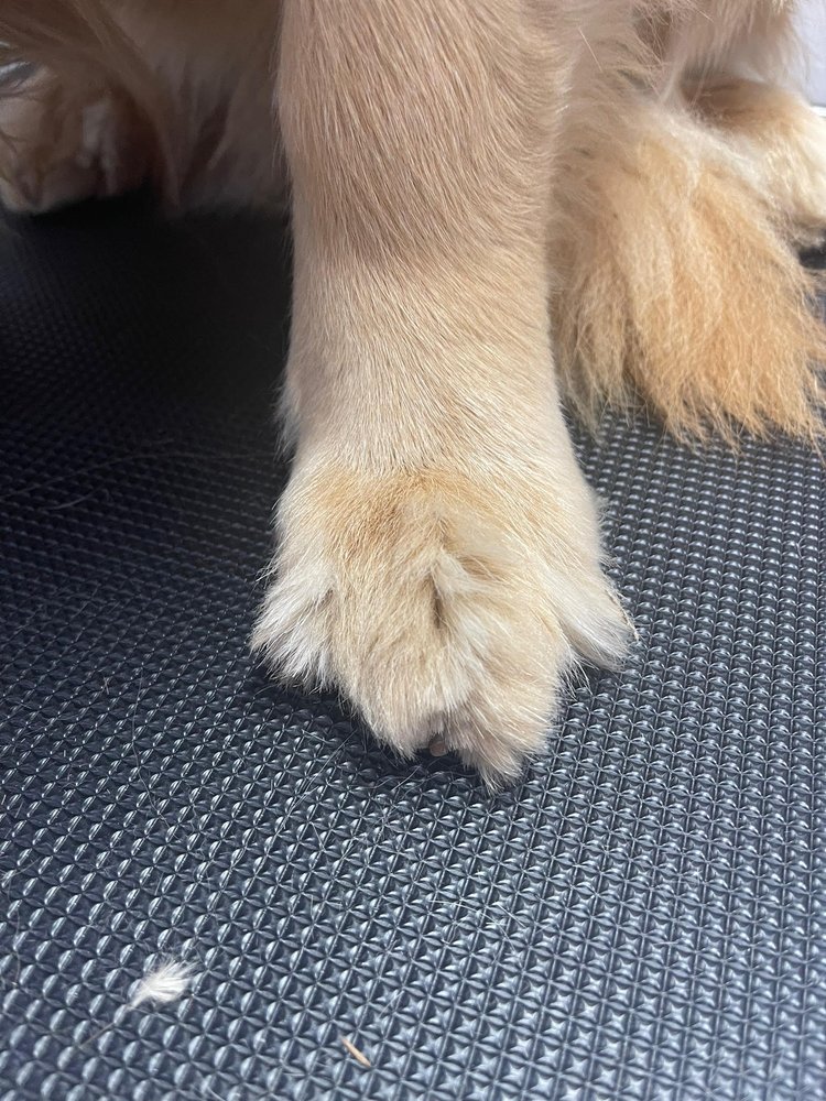 GLOW MOBILE GROOMING Updated March 2024 17 Photos San Bruno