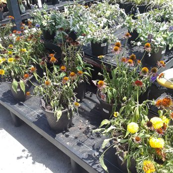 Walmart Supercenter - I just cant.... can't even purchase any plants here. They are all dead. - Department Stores Near Me - Summerville, South Carolina Walmart Supercenter - I just cant.... can't even purchase any plants here. They are all dead. - Department Stores Near Me - Summerville, South Carolina