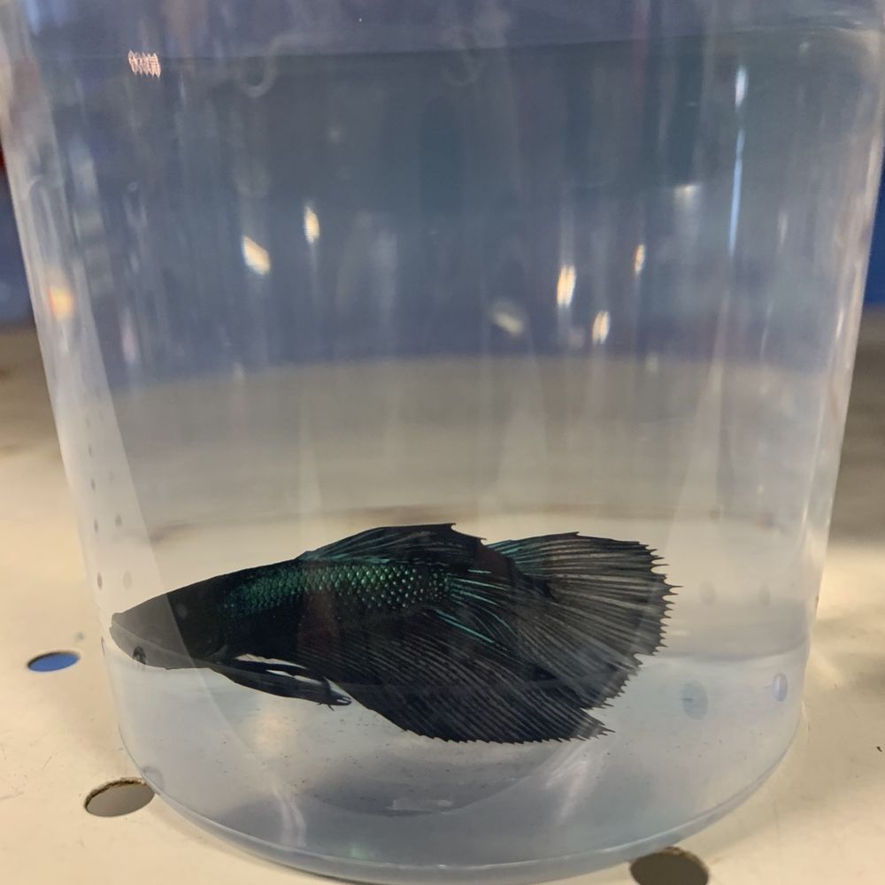 PetSmart - Pet Stores Near Me - Pinole, California PetSmart - Pet Stores Near Me - Pinole, California
