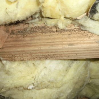 Riggs Moisture Termite & Pest - Pest Control Near Me Riggs Moisture Termite & Pest - Pest Control Near Me