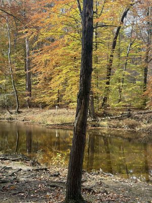 Bowman's Hill Wildflower Preserve by null