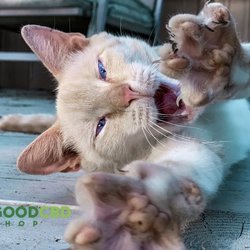 Good CBD Pet Treats available!
