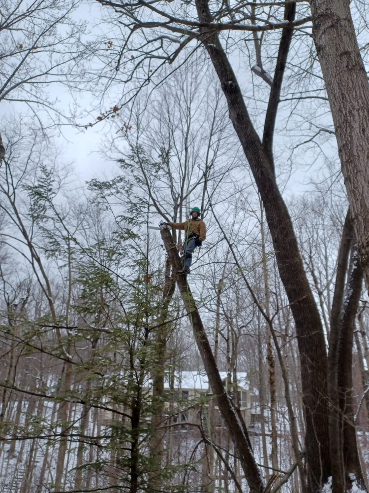 Treemendous Tree & Landscape - tree service in Indianapolis, IN