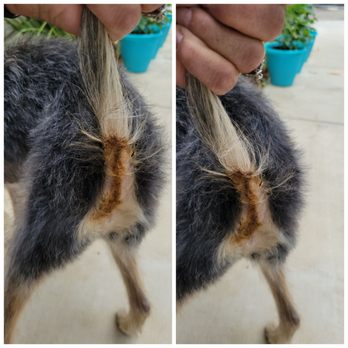 Perfectly Pawsh Pet Salon - Pet Groomers Near Me - Martinez, California Perfectly Pawsh Pet Salon - Pet Groomers Near Me - Martinez, California