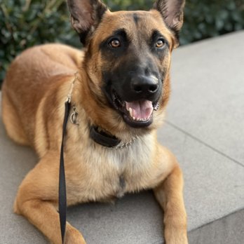 ArKane 9 Dog Training - Kovu the Belgian malinois - Pet Training Near Me