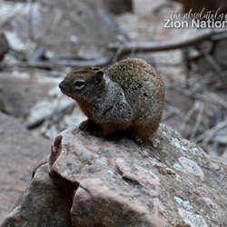 Zion National Park - The squirrels here have no fear! The even strike a pose for you! LOL