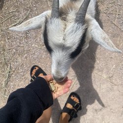 Old McDonald's Petting Farm - This guy followed us around everywhere begging for food, lol.