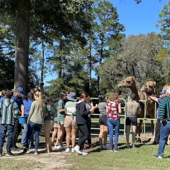 East Texas Elephant Experience - Petting Zoos Near Me - Cut And Shoot, Texas East Texas Elephant Experience - Petting Zoos Near Me - Cut And Shoot, Texas