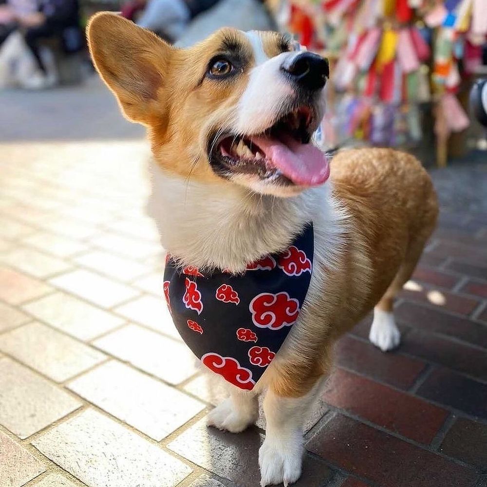Senpai Inu Logo