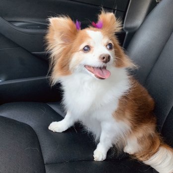 Pet Partners - Mona after her bath and trim - Pet Stores Near Me - Long Beach, California Pet Partners - Mona after her bath and trim - Pet Stores Near Me - Long Beach, California