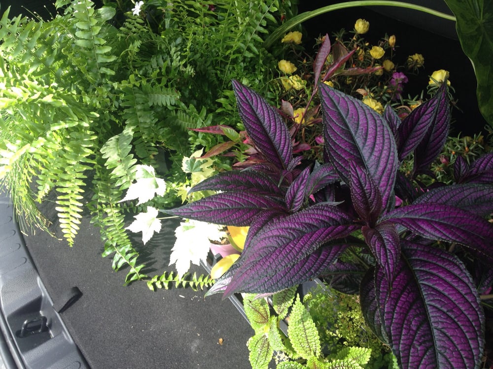 STUCKEY’S GREENHOUSES Updated September 2024 1919 Tyler Ave, Fort